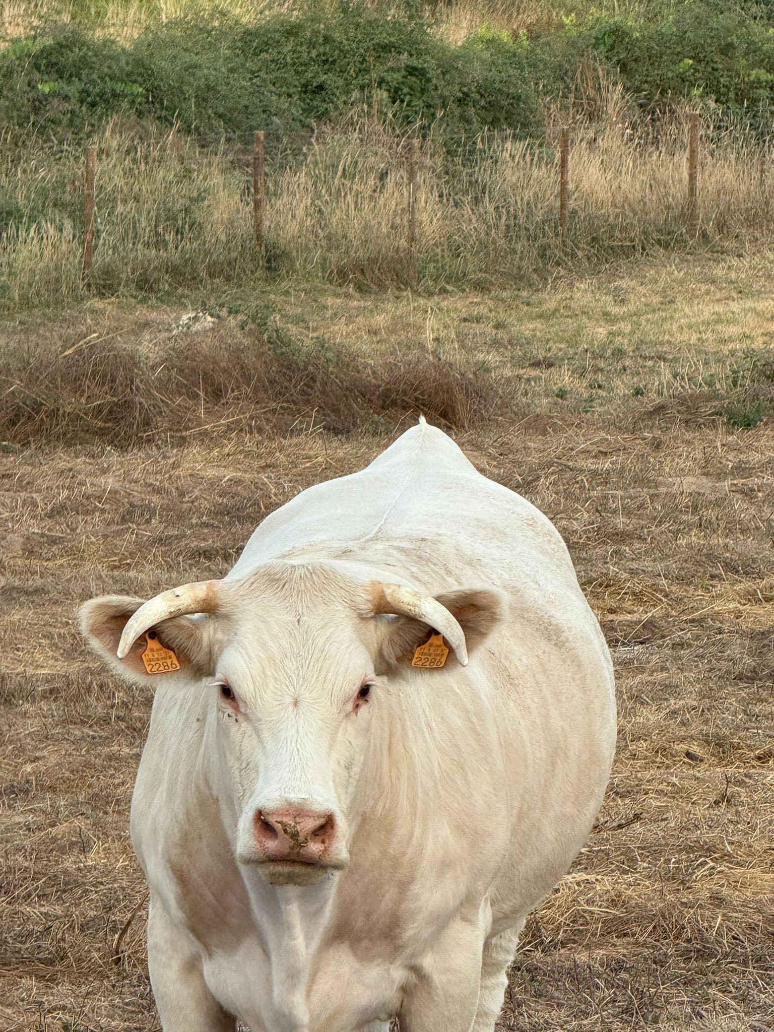 quinta da lameira (1)