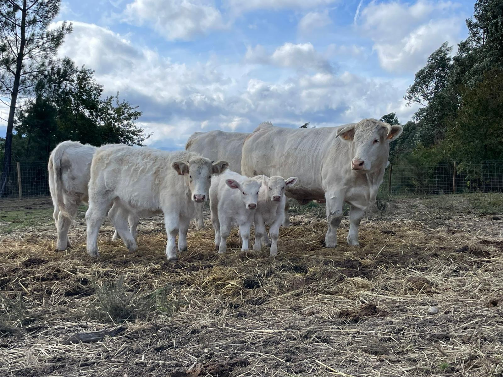 quinta da lameira (2)