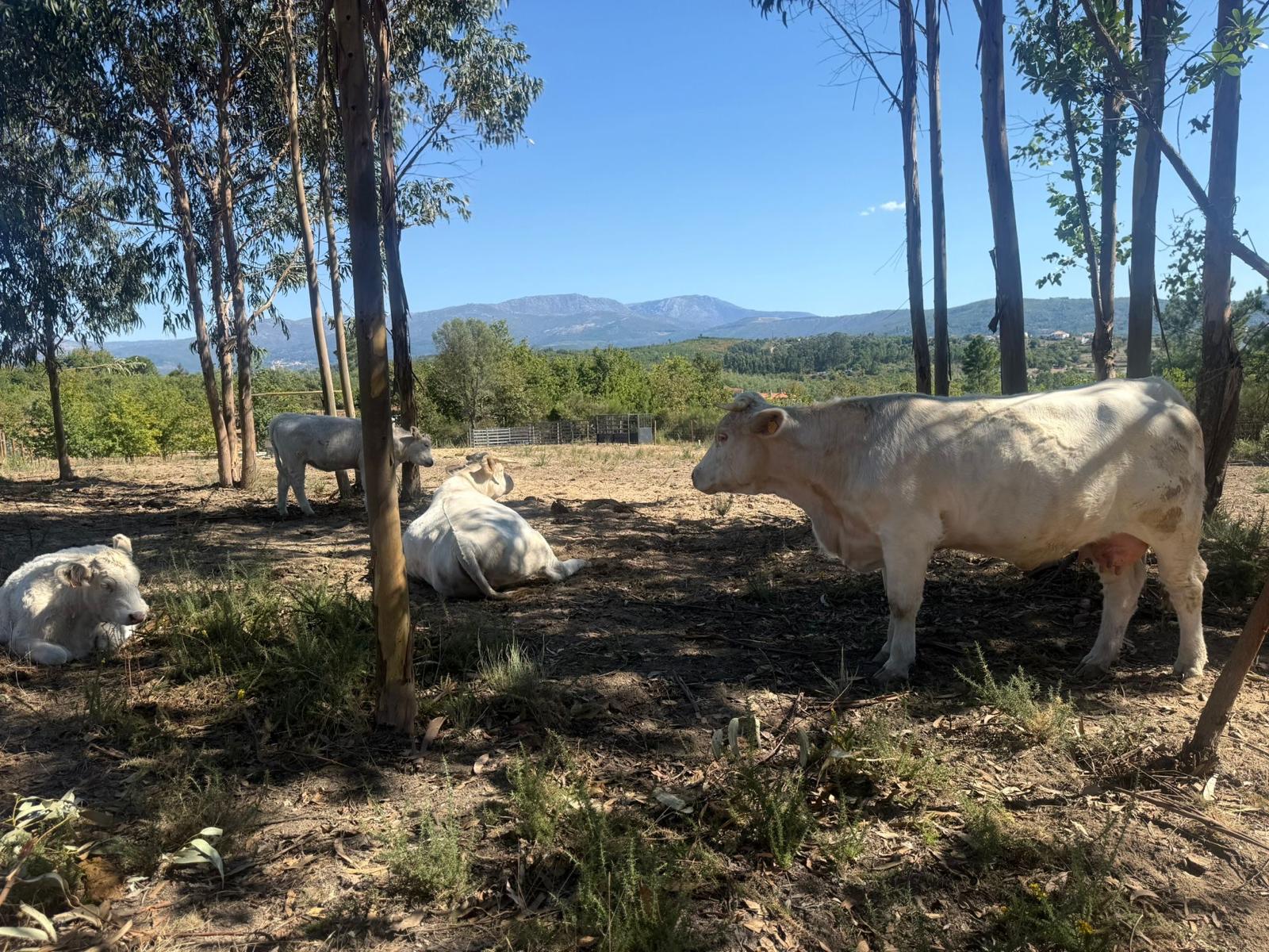 quinta da lameira 2025