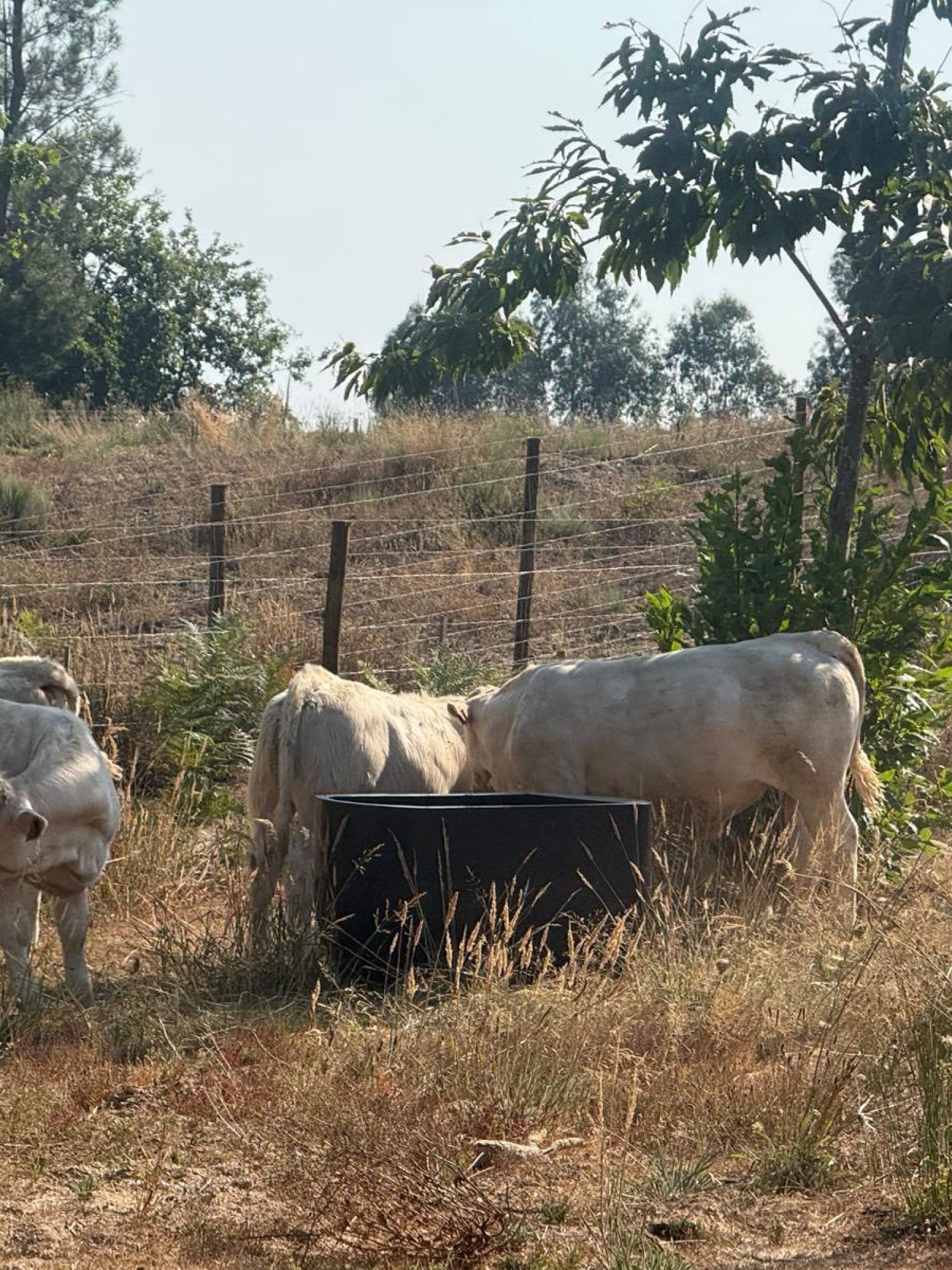 528038941 122117871176933706 7319857524185751679 n